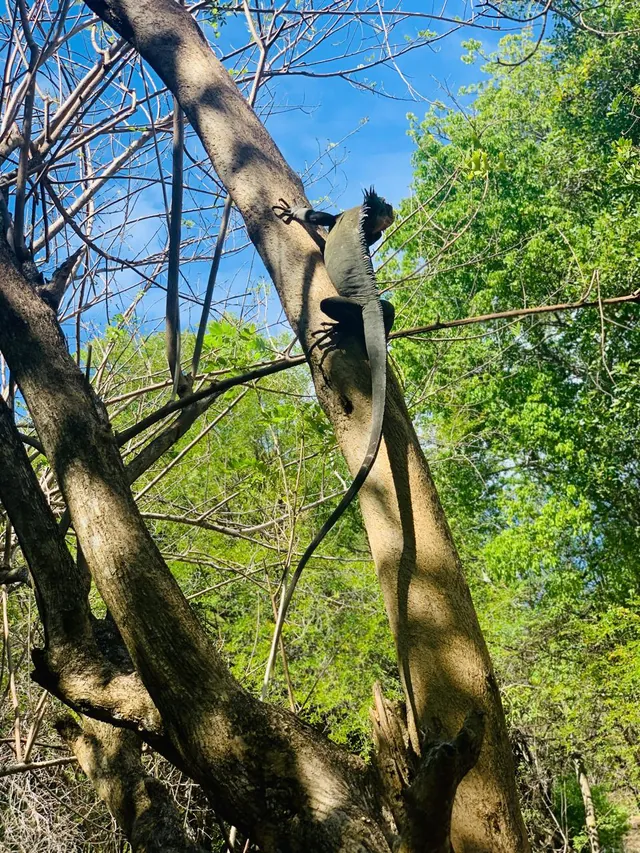 Iguane des Petites Antilles dans un arbre
