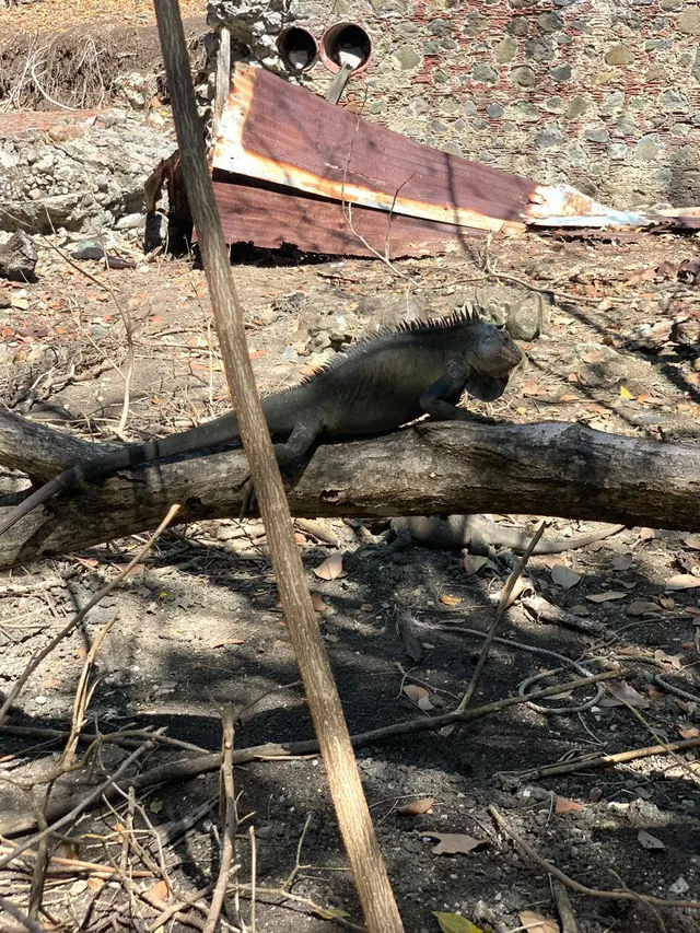 Iguane des Petites Antilles sur un rocher de l'îlet Chancel